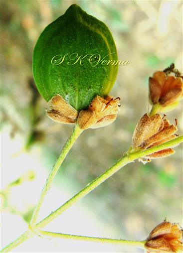  Fruit (Capsule)